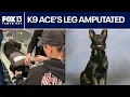 Polk County K9 s leg amputated after shootout with suspect