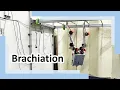 Robust Brachiation on a Life-Sized Dual-Arm Robot Using Waypoint-Guided Reinforcement Learning