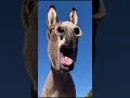 Download Lagu Donkey sound Jackass noise #Braying Donkey Sound || #ugly Sounds || #shorts || #Animalspoorly #viral