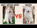 Differences of Wooly White Siberian Husky and Samoyed