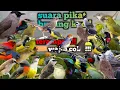 Download Lagu Suara pikat burung kecil 💯ampuh(TERBUKTI)
