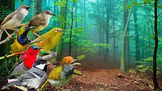 burung kecil manapun pasti akan langsung menempel 100 terbukti suarapikatburungkecil