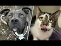 ACCT Philly waives adoption fees in hopes of finding pets homes