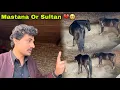Lagu Sultan Or Mastany K Sath Bht Bura Howa 💔😰 || Sultan Wapis Ja Rha ?