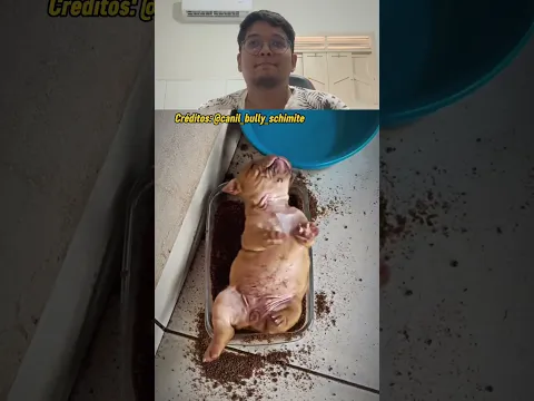 OLHA QUE FOFINHO! 🥹 #familia #cachorro #petsfofinhos #youtubeshorts #shorts
