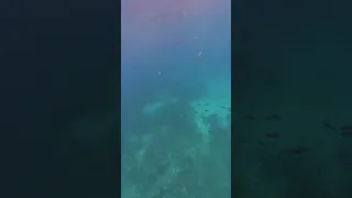 Snorkeling  2