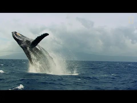 Download MP3 Así son las “carreras de calor” de las ballenas jorobadas | National Geographic España