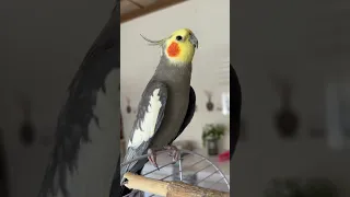 تغريدة طائر الكروان  تغريدة طائر الكروان