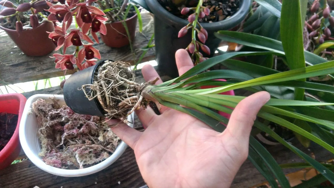 COMO PLANTAR ORQUÍDEA CYMBIDIUM