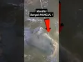 Download Lagu Strike Ganas❗❗Berhasil Mancing Ikan Raksasa di Sungai #mancing #ikanbesar #fypシ゚ #shorts
