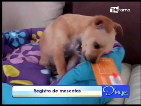 Registro de mascotas