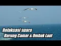 Download Lagu RELAKSASI SUARA BURUNG CAMAR \u0026 OMBAK LAUT