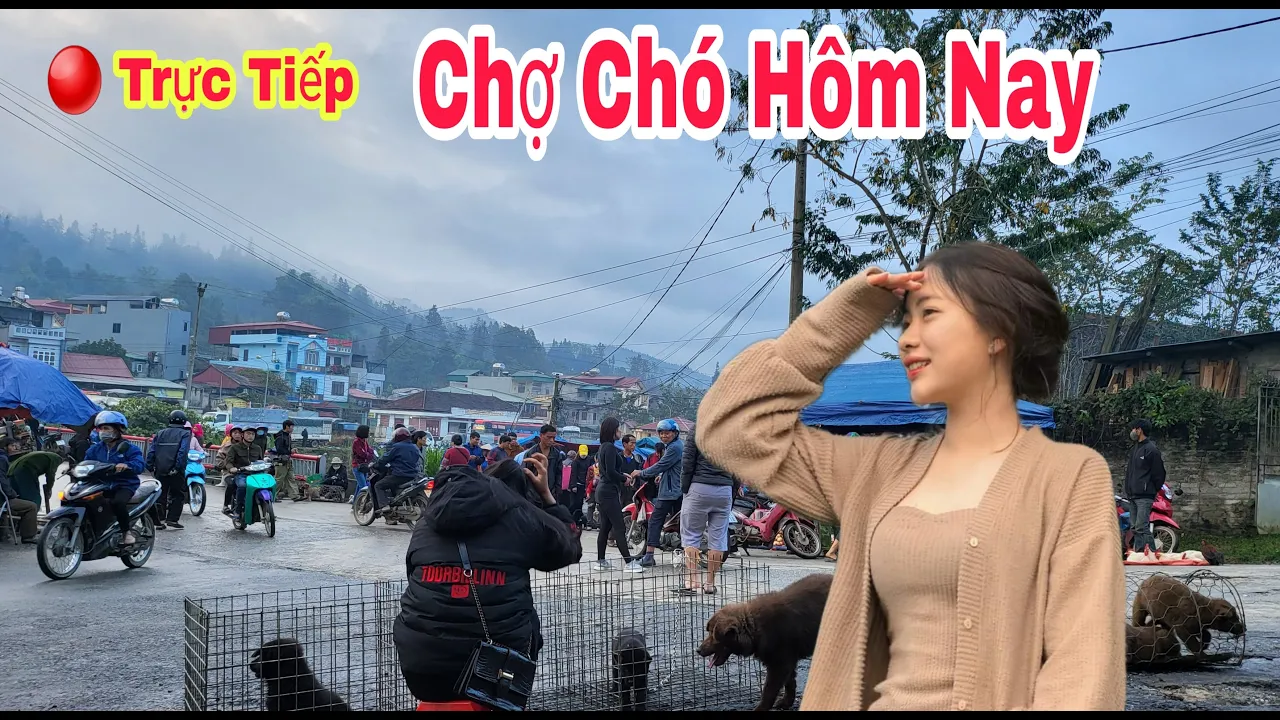 Trực tiếp chợ chó bắc hà hôm nay rất nhiều chó đẹp | village dog bac ha #bachatv#tầmcẩu