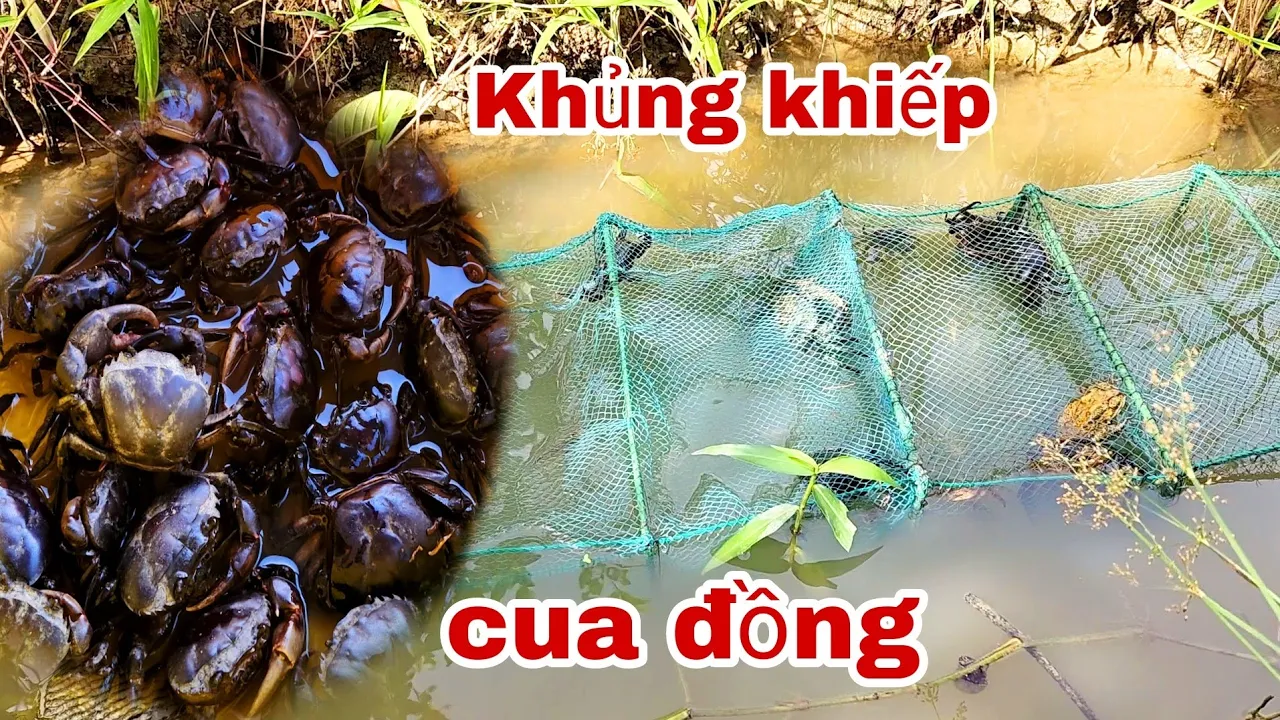 Thăm 12 Cửa Ngục Trúng Mánh Cua Đồng Nấu Nồi Bún Riêu Ngon Hết Sảy  | TTVlog # 153