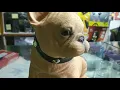 Mini Dog Blutooth Speaker Outdoor Portable Speaker 10 W Bluetooth laptop desktop speaker