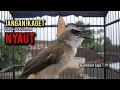 Download Lagu trucukan gacor TARUNG ROPEL PANJANG pancingan trucukan agar bunyi jadikan burung trucuk gacor NYAUT