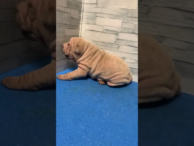 動画