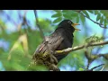 Best Bird Songs in the World | Beautiful Singing Birds & Relaxing Nature Sounds (4K) 