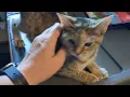 Auslander loves pets and attention