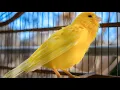 Download Lagu The ultimate canary singing video from a legend - Powerful training song