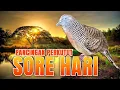 Download Lagu PANCINGAN PERKUTUT LOKAL GACOR TERAPI SORE HARI PASTI BUNYI