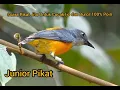Download Lagu Suara Pikat Semua Jenis Burung Besar Dan Kecil,100% Auto Lengket Dan Poin