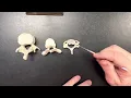 Cervical lumbar and thoracic vertebrae
