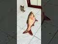 Cat's powerlessness😿 #Cat#Cats#Kitten#Kittens#Meow#CatLife#CatLover