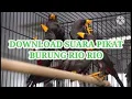 Download Lagu Download Suara Pikat Burung Rio Rio