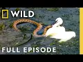 Winner Takes All (Full Episode) | Animal Fight Night | Nat Geo Animals