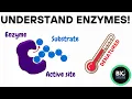 Improve your grades by understanding enzymes I GCSE Biology