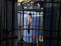 Download Lagu Cender tembakan walang kecek sambung love bird ngekek