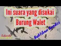 Suara ini yang di sukai Burung Walet Buktikan Saja!!! #walet #rbw #1TRANDING
