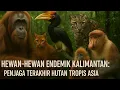 Download Lagu Hewan-hewan di balik hutan Kalimantan ‼️ hewan-hewan endemik dari pulau Borneo #seputarsatwaalam 