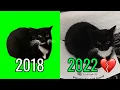 Famous Meme Cats Where Are They Now Part 2