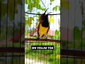 Download Lagu suara burung sogok ontong gacor #pancingansogokotong #pikatsogokontong
