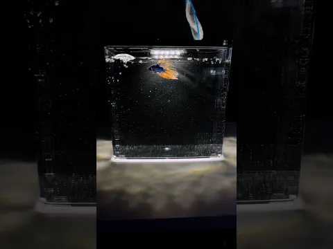 Back Filter Fish Tank❤️❤️ #fish #fishkeepinghobby #fishing #backfilterfishtank #fishtank #aquarium