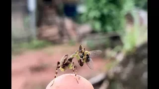 praying mantis eats fly alive amazing nature hd