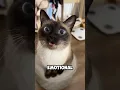 Don t Adopt a Siamese Cat Until You Watch This