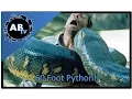 60 Foot Python SnakeBytesTV AnimalBytesTV