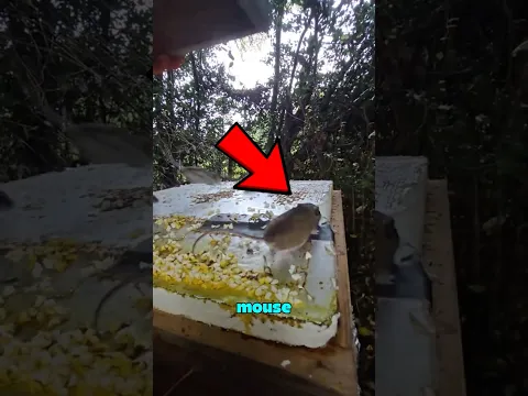 What happens when a rat invades a beehive