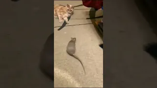 قط يلعب مع الفأر 