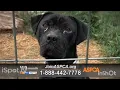 ASPCA TV Commercial Save Lives This Summer