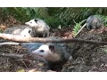 The Kitsap Sun s Top 5 animal stories of 2016