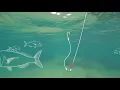 Running Sinker Rig