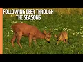 Secrets of the Wild - Following Deer Through the Seasons Full Documentary
