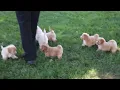 Maltipoo Puppies For Sale