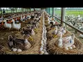 Download Lagu How to raise laying duck for egg and meat at home - Poultry farming methods - Organic egg business