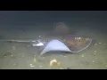 This could be the last Night Dive of the season in Belmar NJ