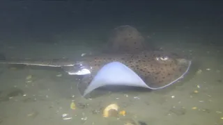 This could be the last Night Dive of the season in Belmar NJ